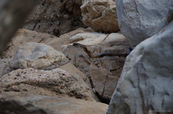 not-a-snake not-a-snake