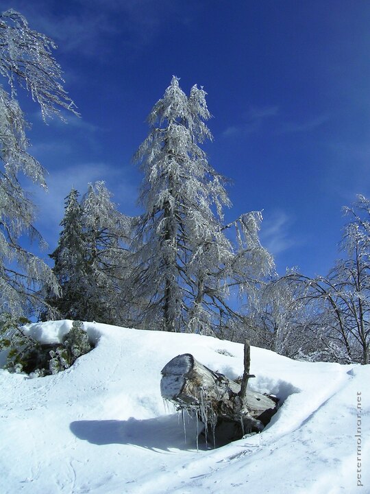 trees-forest-of-ice trees-forest-of-ice
